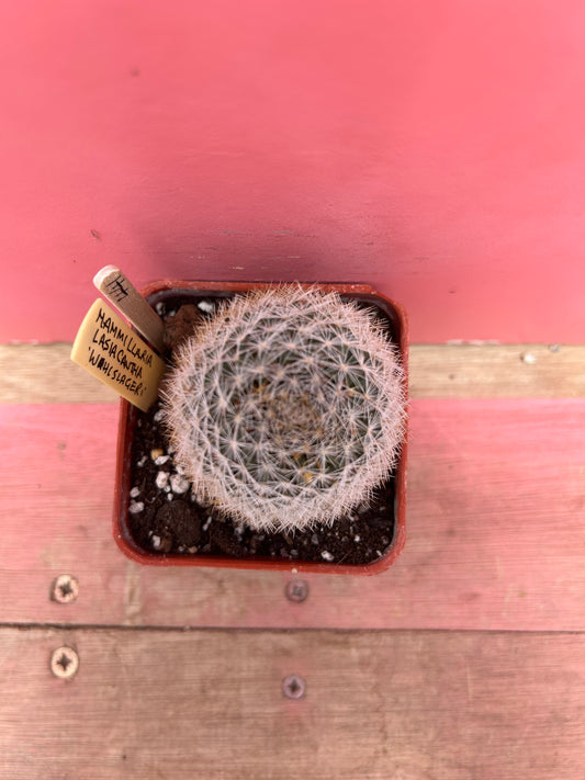 Mammillaria lasiacantha wolslageri (441)