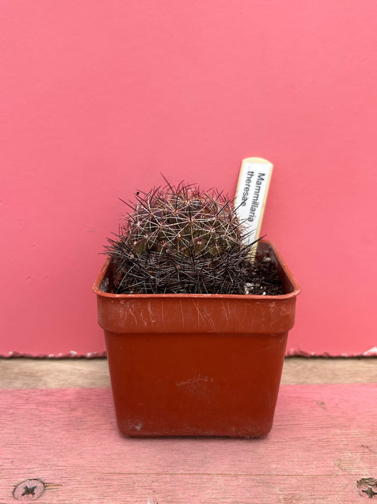 Mammillaria theresae (442)