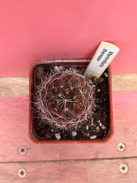 Mammillaria theresae (442)