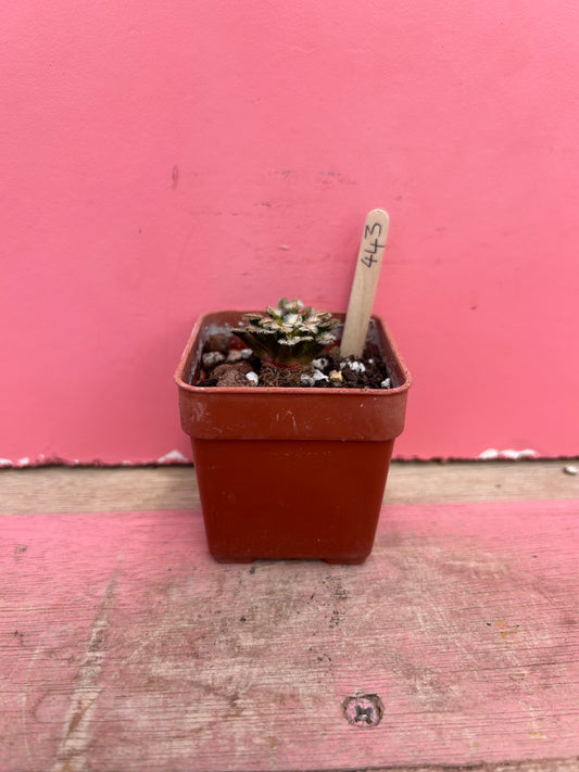 Mammillaria roczekii (443)