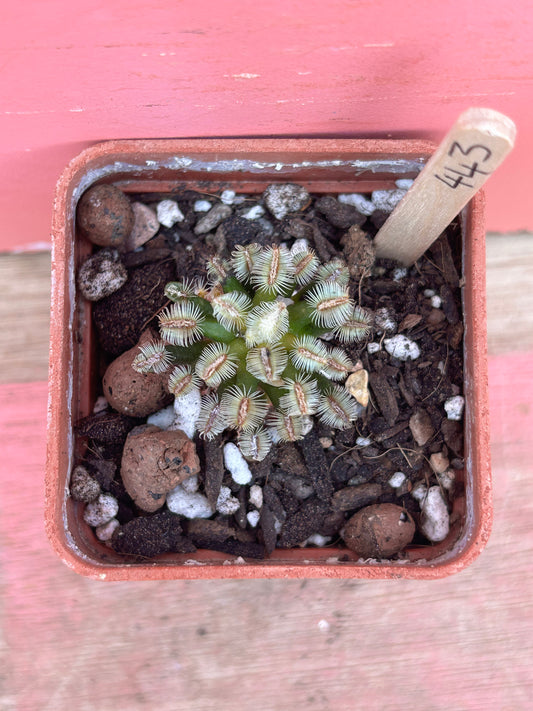 Mammillaria roczekii (443)