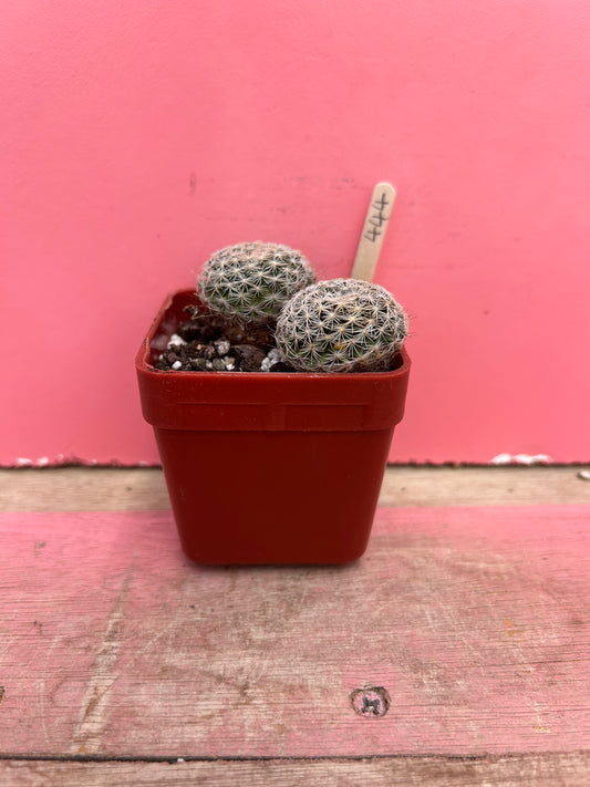Mammillaria species (444)