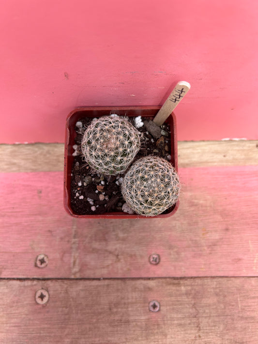 Mammillaria species (444)