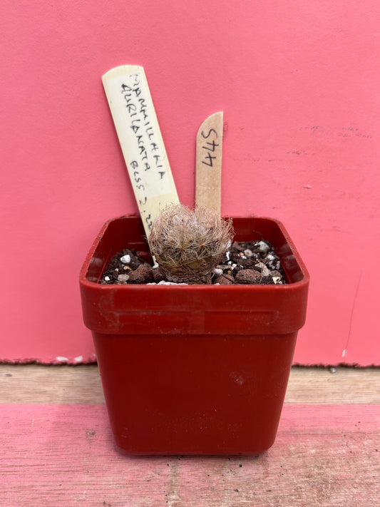 Mammillaria auricanata (445)