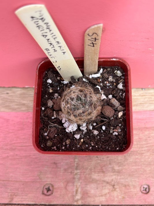 Mammillaria auricanata (445)