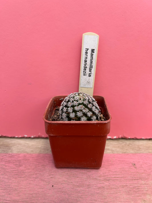 Mammillaria hernandezii (446)