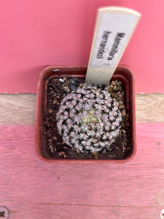 Mammillaria hernandezii (446)