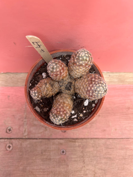 Mammillaria elongata (447)