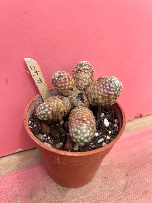 Mammillaria elongata (447)