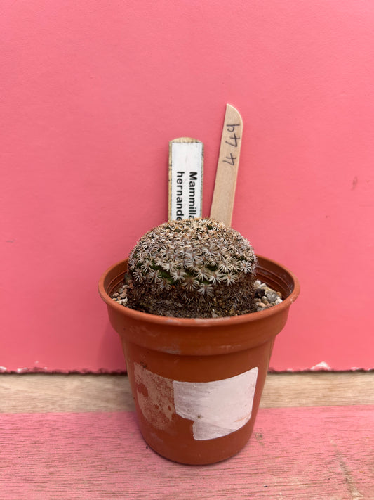 Mammillaria hernandezii (449)