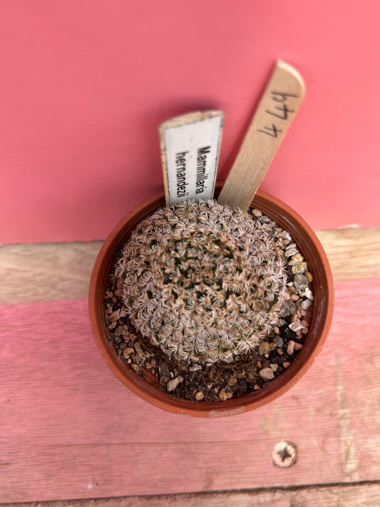 Mammillaria hernandezii (449)