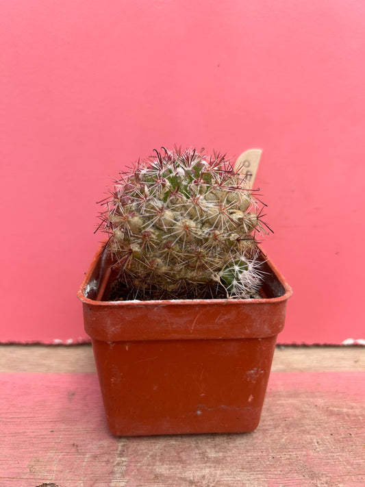 Mammillaria egregia (450)