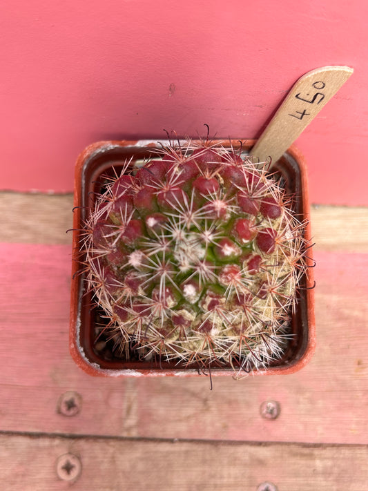 Mammillaria egregia (450)