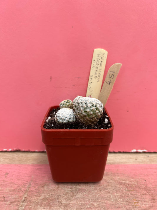 Mammillaria herrerae (451)