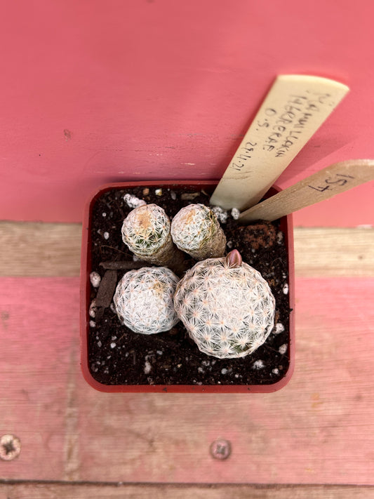Mammillaria herrerae (451)