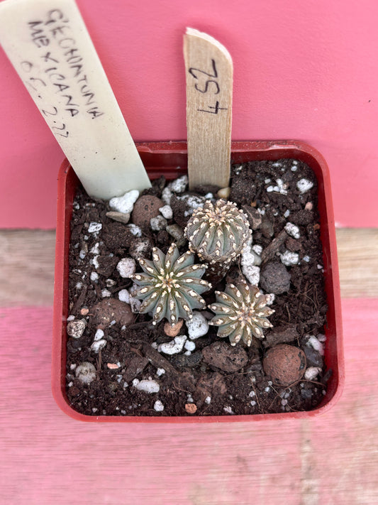 Geohintonia mexicana (452)