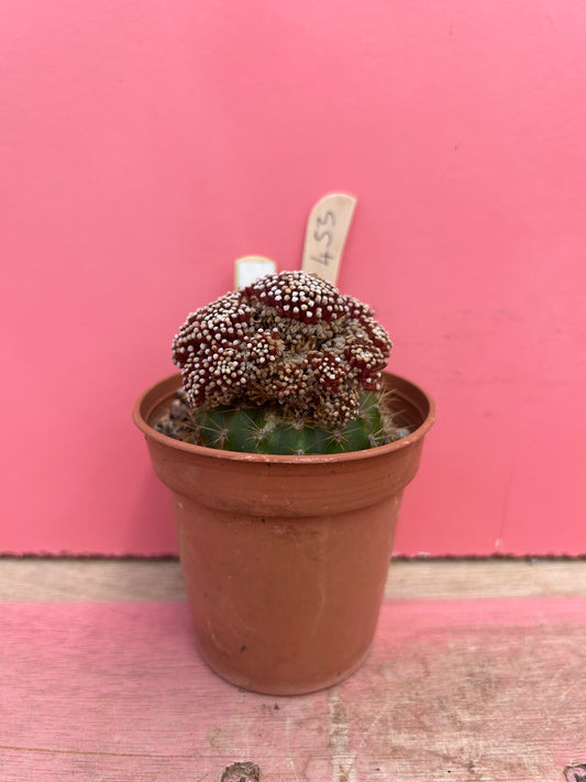 Mammillaria luethyi (453)