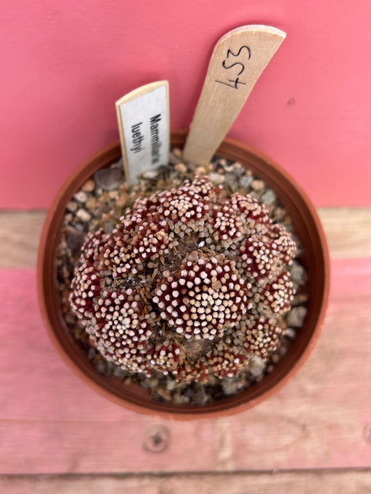 Mammillaria luethyi (453)