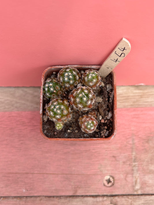 Mammillaria coahuilensis (454)