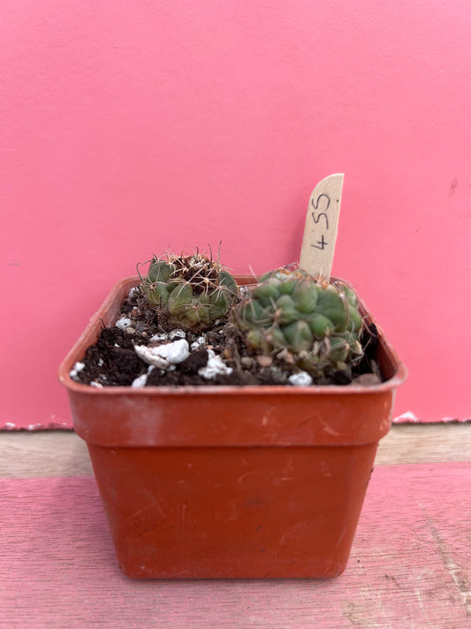 Mammillaria sanchez-mejoradae (455)