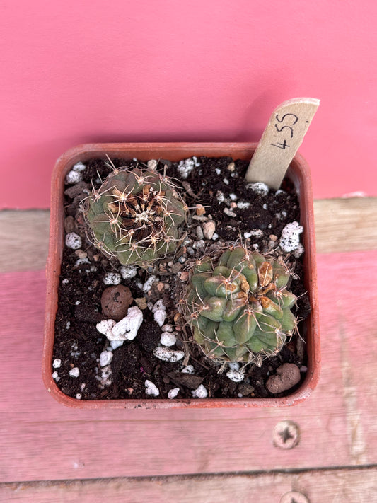 Mammillaria sanchez-mejoradae (455)