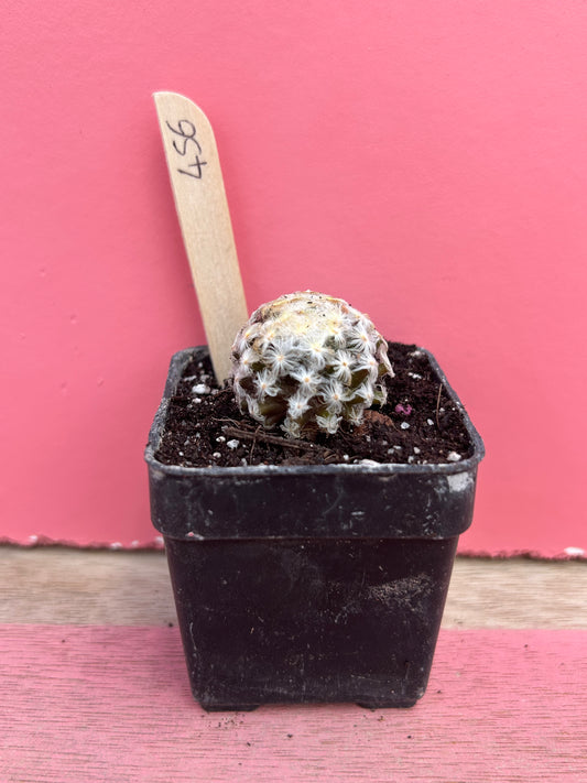 Mammillaria species (456)