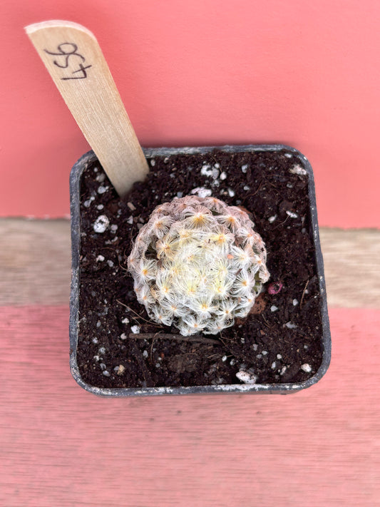 Mammillaria species (456)