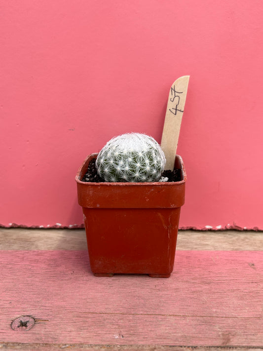 Mammillaria herrerae (457)