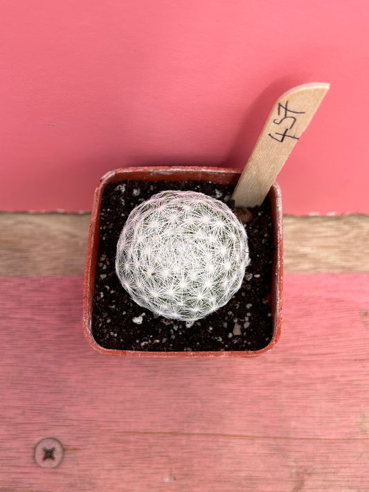 Mammillaria herrerae (457)