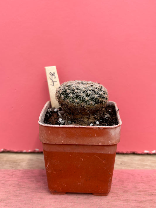 Mammillaria species (458)