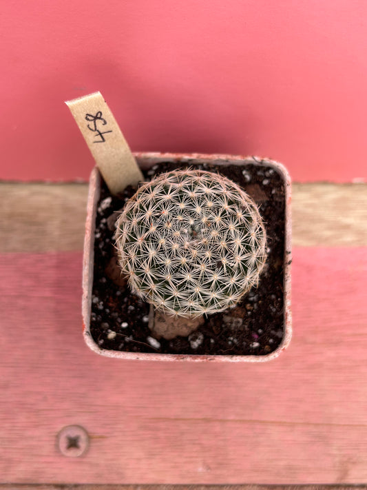 Mammillaria species (458)