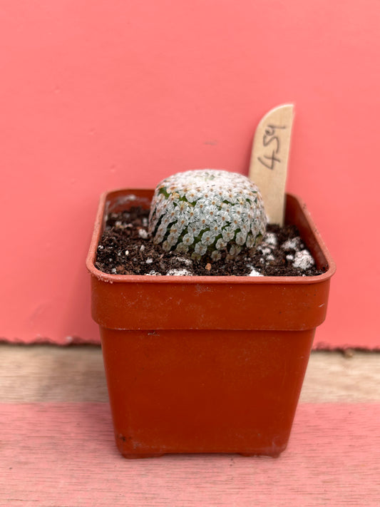 Mammillaria sanchez-mejoradae (459)