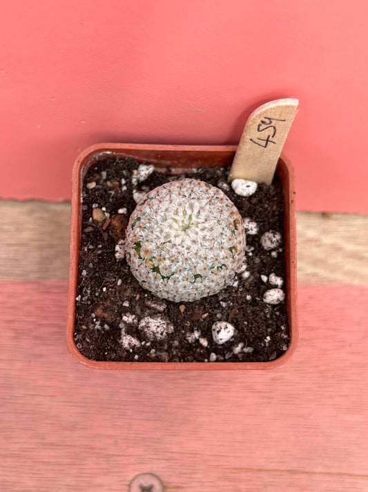 Mammillaria sanchez-mejoradae (459)