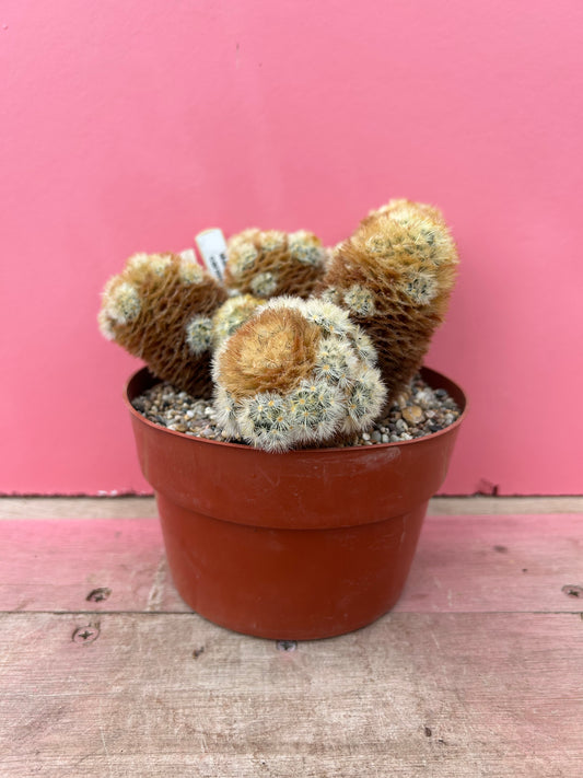 Mammillaria carmenae (460)