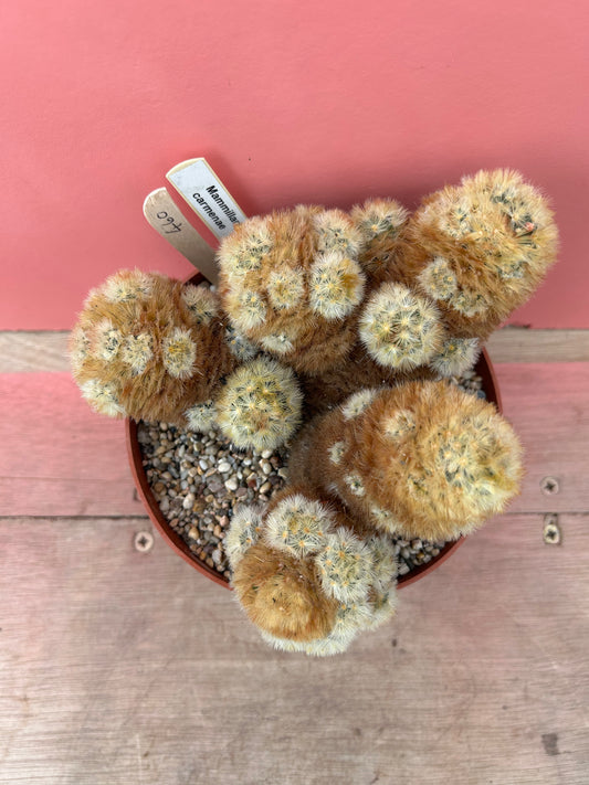 Mammillaria carmenae (460)