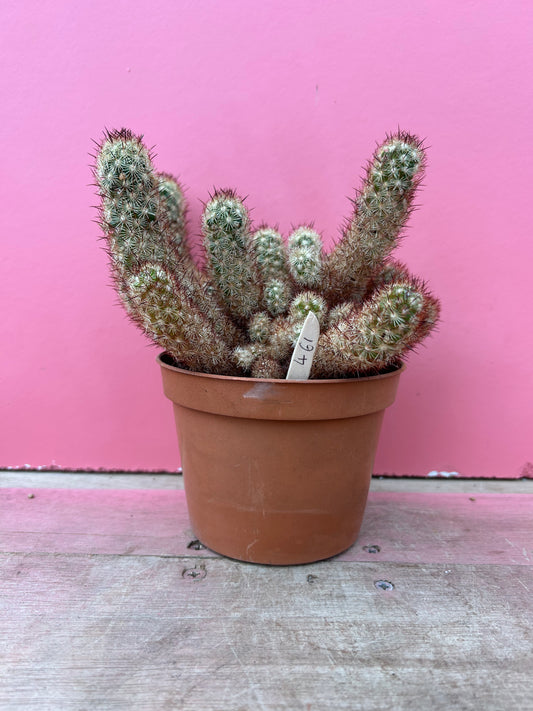 Mammillaria elongata (461)