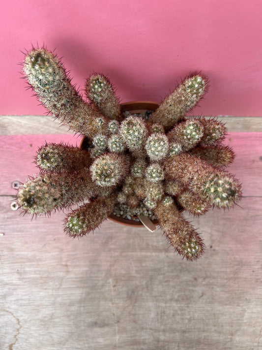Mammillaria elongata (461)