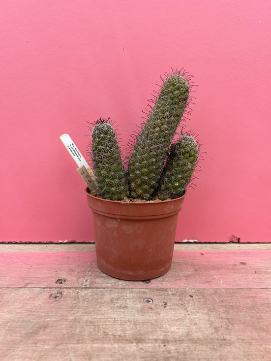 Mammillaria mazatlanesis v. patonii (462)
