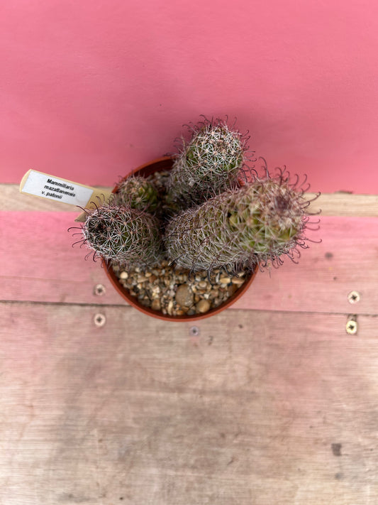 Mammillaria mazatlanesis v. patonii (462)