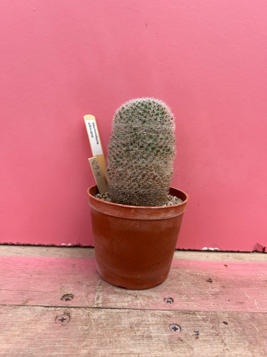 Mammillaria albicans (463)