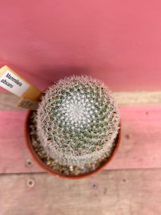 Mammillaria albicans (463)
