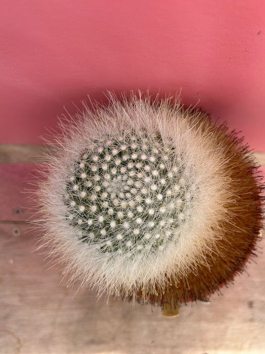 Mammillaria senilis (464)