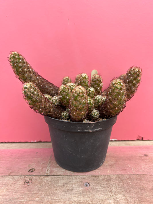 Mammillaria elongata dark spined (465)