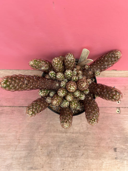 Mammillaria elongata dark spined (465)