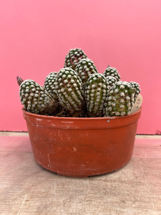 Mammillaria theresae (467)