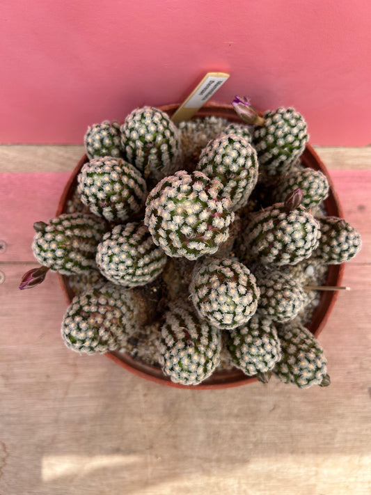 Mammillaria theresae (467)
