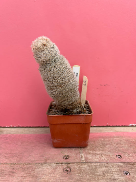 Mammillaria magallanii (466)