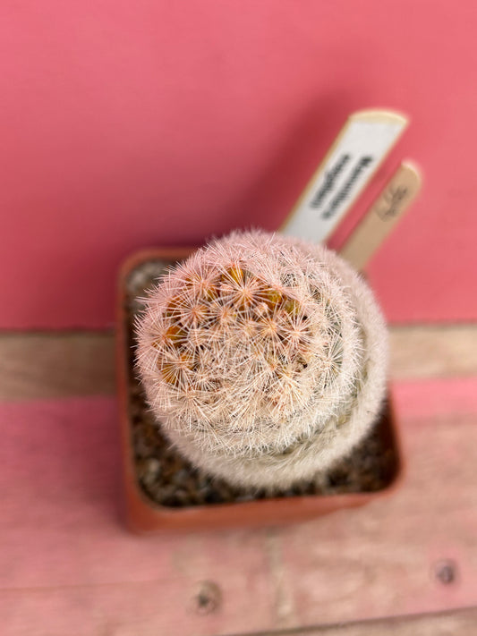 Mammillaria magallanii (466)