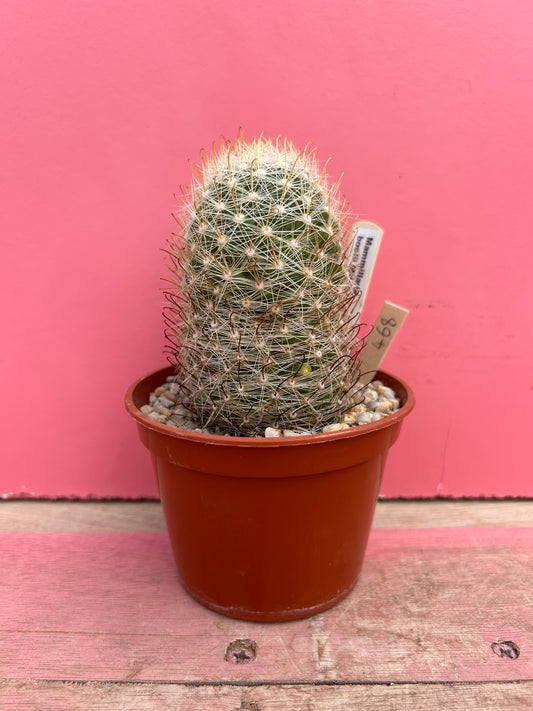 Mammillaria boolii san carlos (468)
