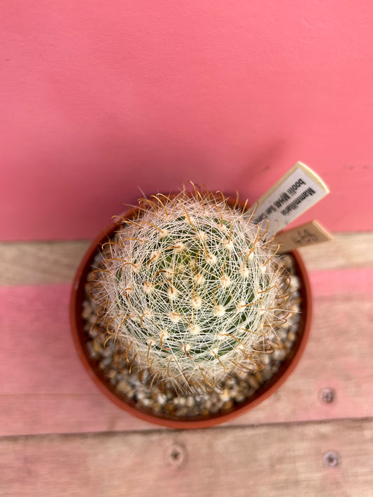 Mammillaria boolii san carlos (468)